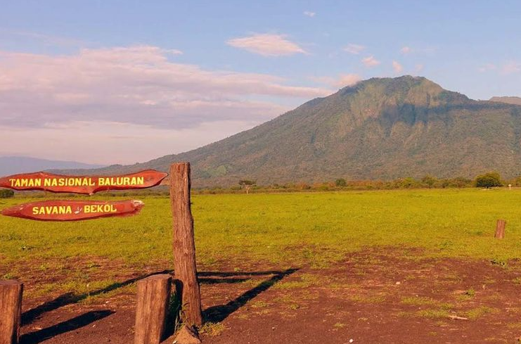 Mengenal Keindahan Alam Taman Nasional Baluran, Banyuwangi: Surga Tersembunyi di Ujung Timur Jawa